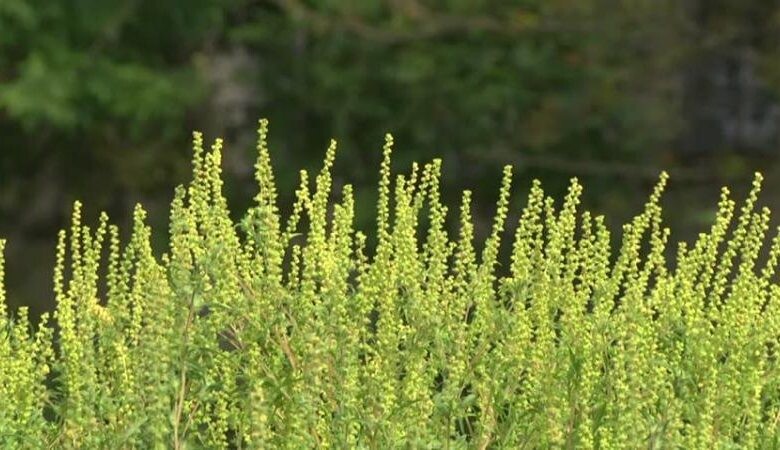 U zraku se bilježi pad koncentracija polena ambrozije i drugih korovskih biljaka, nema polena trava