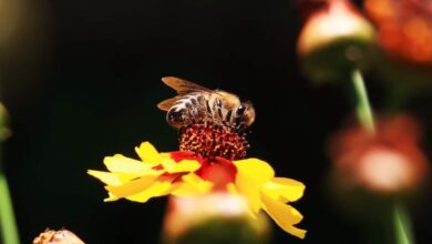 Sarajevo osmi put domaćin pčelarskim stručnjacima iz cijelog svijeta
