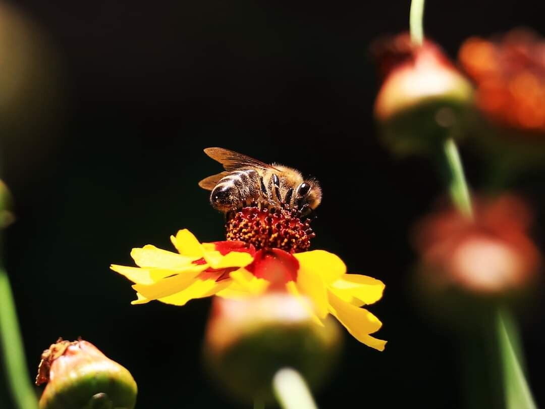 Sarajevo osmi put domaćin pčelarskim stručnjacima iz cijelog svijeta