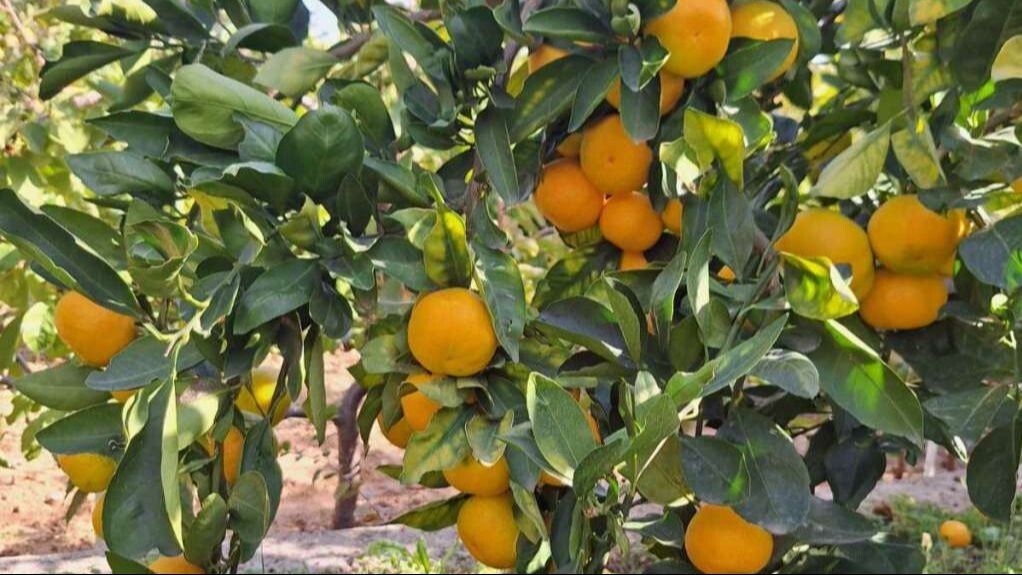 Zabranjen uvoz mandarina iz Hrvatske