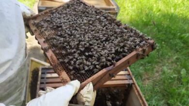 Obavještenje o provođenju aktivnosti zaštite pčela na području općine Olovo