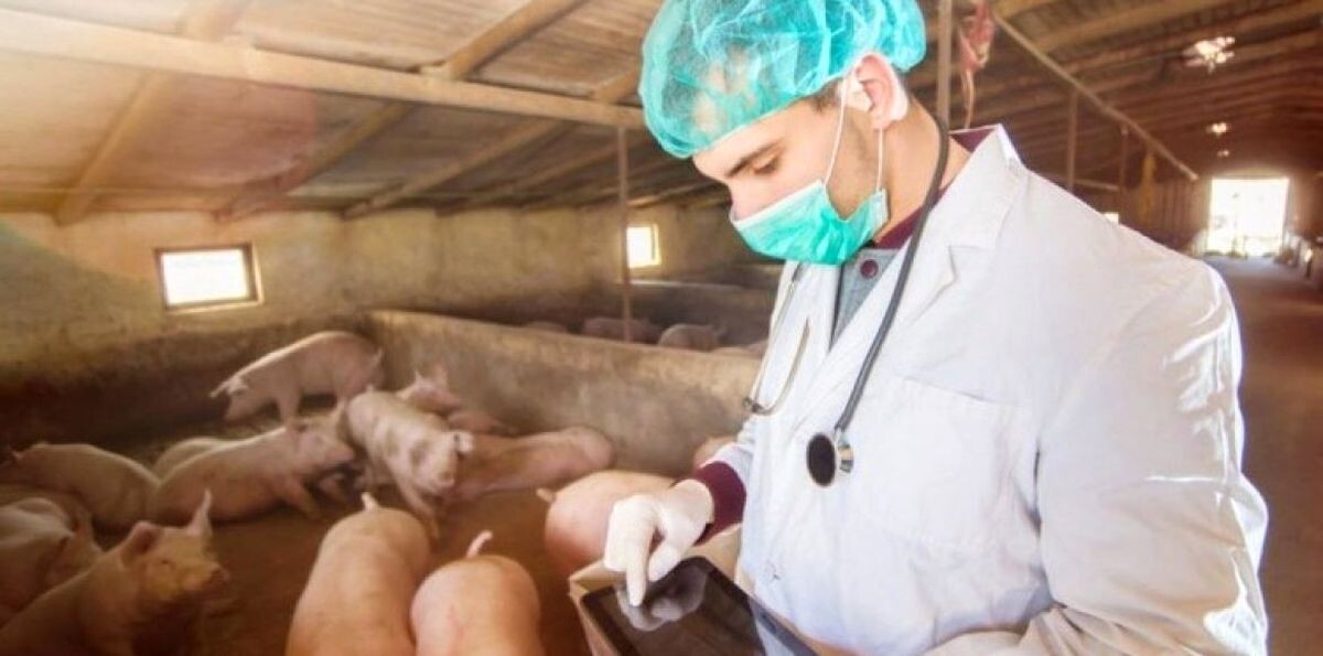 Bitno je znati: Mjere na otkrivanju i suzbijanju Afričke svinjske kuge