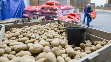 Raste cijene krompira, problem i ponuda sjemenskog