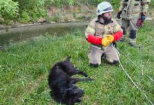 VD Vogošća: Tehnička intervencija/spašavanje psa