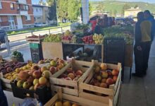 Pala prodaja voća i povrća na zelenim pijacama