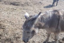Priča o prvoj registrovanoj farmi magaraca u BiH