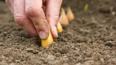 Kriza domaće proizvodnje: Hoće li poskupljenja vratiti narod poljoprivredi?