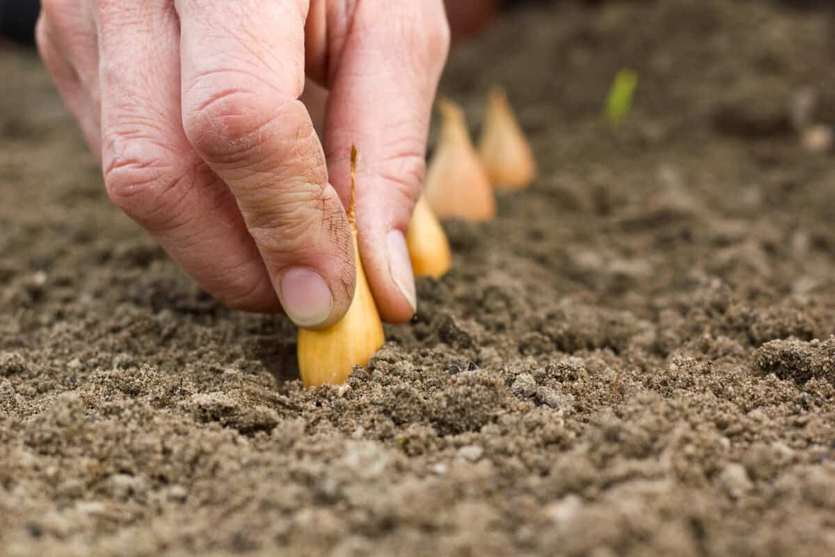 Kriza domaće proizvodnje: Hoće li poskupljenja vratiti narod poljoprivredi?