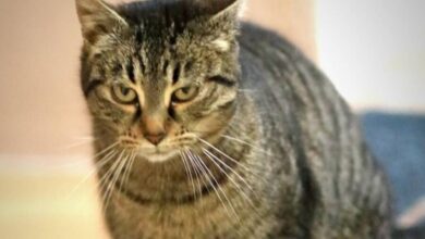 Svjetski dan mačaka jedan u nizu praznika posvećenih životinjama