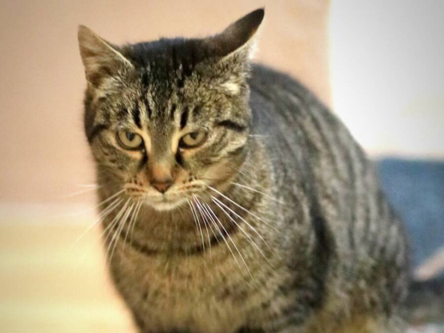 Svjetski dan mačaka jedan u nizu praznika posvećenih životinjama