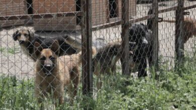 Sve veći broj pasa lutalica u Ilijašu izaziva zabrinutost građana