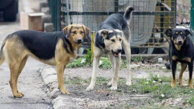 Mjesna zajednica Ilijaš Grad zatražila hitno uklanjanje pasa lutalica