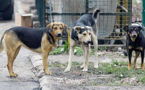 Mjesna zajednica Ilijaš Grad zatražila hitno uklanjanje pasa lutalica