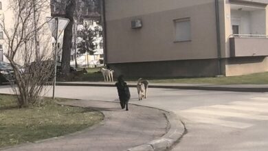 Psi lutalice: Kako balansirati između čistoće okoline i brige o životinjama