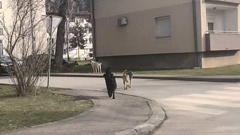 Psi lutalice: Kako balansirati između čistoće okoline i brige o životinjama