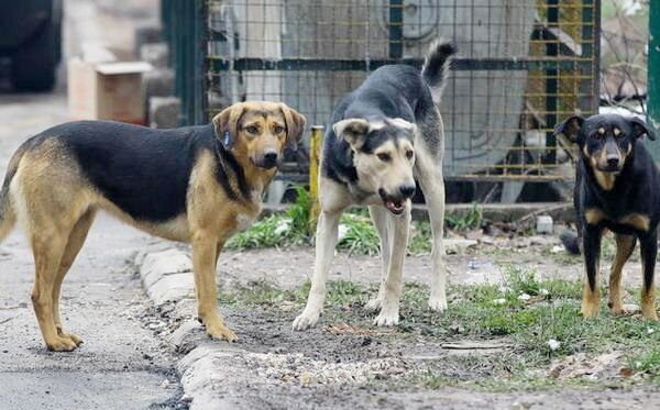 Psi lutalice sve agresivniji: Građani upozoravaju na opasnost po djecu i prolaznike