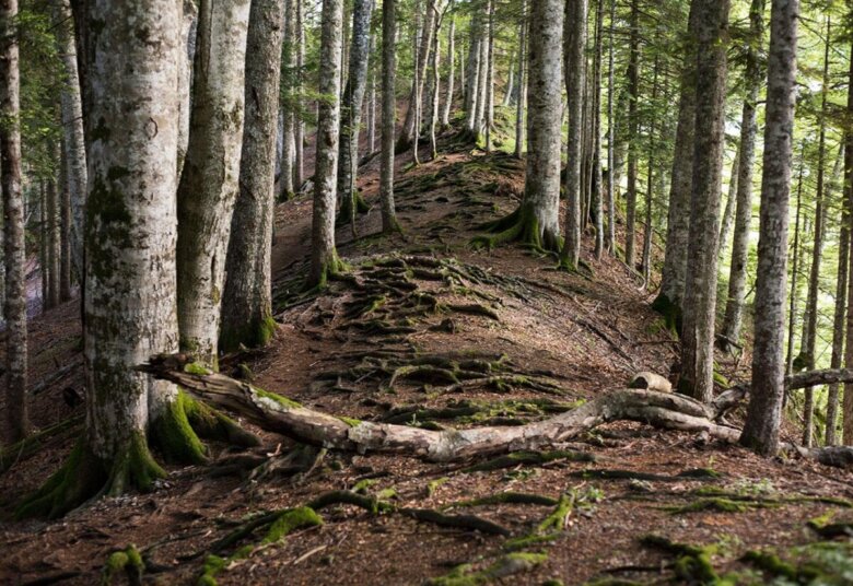 Danas obilježavamo Svjetski dan šuma