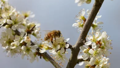 Pčelari u SAD-u na mukama: ‘Umrli su milioni pčela, ovo je najgori gubitak u historiji’