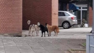 Broj pasa lutalica u Ilijašu sve veći, traži se hitno i humano rješenje