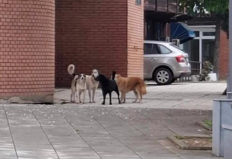 Broj pasa lutalica u Ilijašu sve veći, traži se hitno i humano rješenje