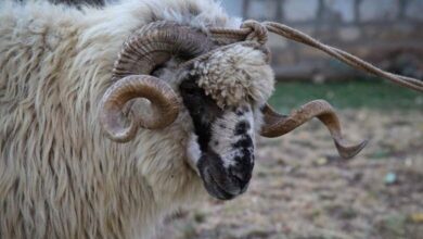 Sumnjivi oglasi za uplatu kurbana za Gazu