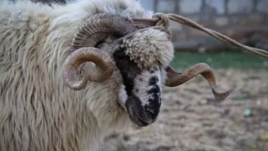 Sumnjivi oglasi za uplatu kurbana za Gazu