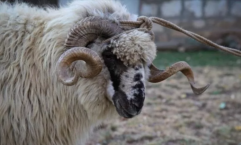 Sumnjivi oglasi za uplatu kurbana za Gazu