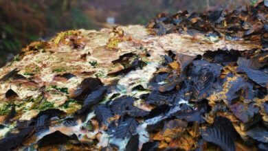 Nova šansa za banju Guber: Hoće li vratiti život u Srebrenicu?