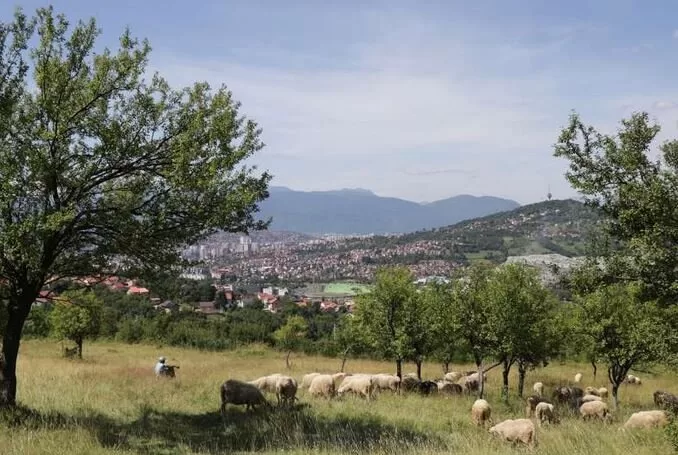 Crveni križ Kantona Sarajevo organizira akciju prikupljanja kurbanskog mesa