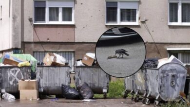 Proglašena epidemija leptospiroze u Kantonu Sarajevo