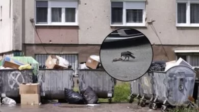 Proglašena epidemija leptospiroze u Kantonu Sarajevo