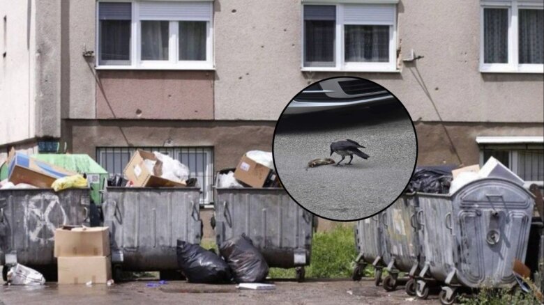 Proglašena epidemija leptospiroze u Kantonu Sarajevo