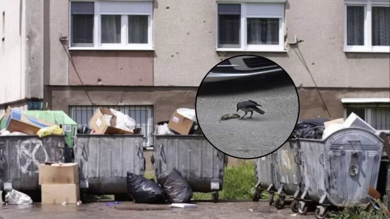 Proglašena epidemija leptospiroze u Kantonu Sarajevo