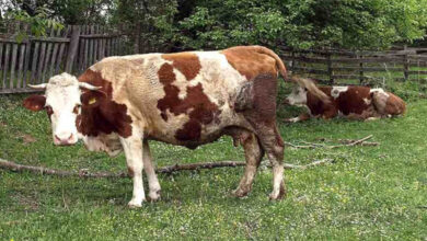 U Vogošći utvrđena bruceloza kod 13 krava