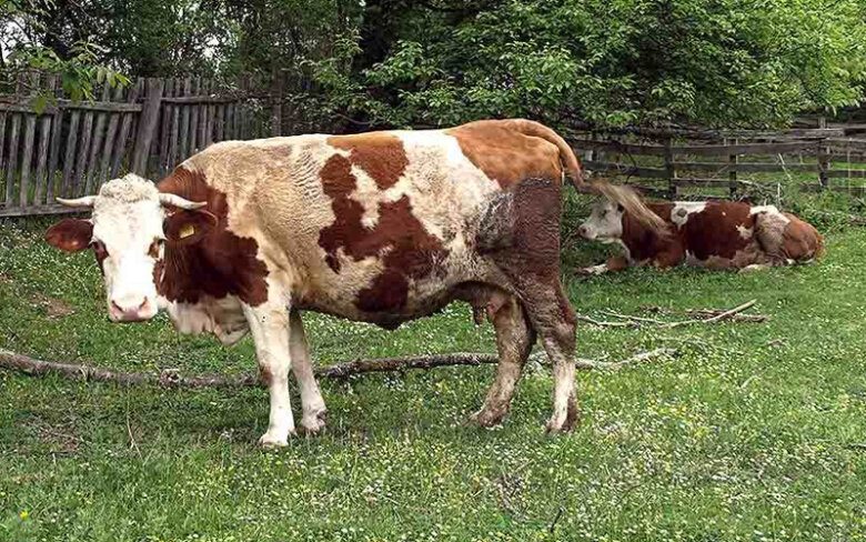 U Vogošći utvrđena bruceloza kod 13 krava