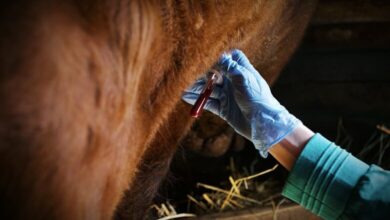 Općinski štab CZ Vogošća: ‘Evidentirano je 13 slučajeva bruceloze, tražimo hitnu reakciju’