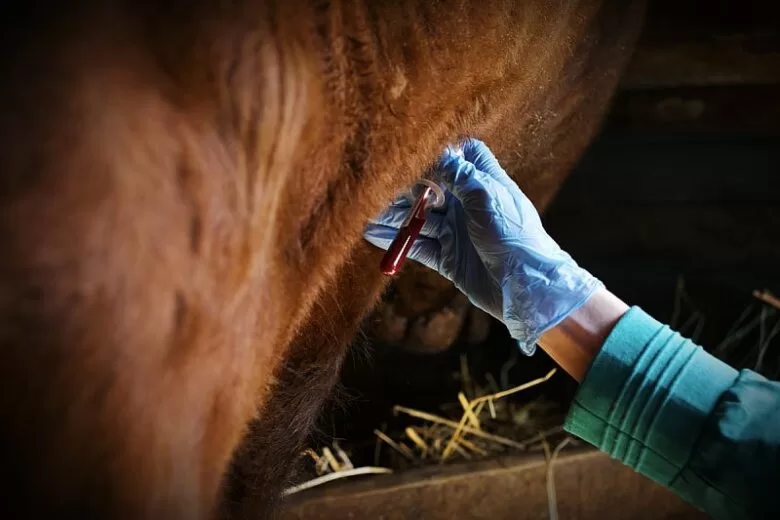 Općinski štab CZ Vogošća: ‘Evidentirano je 13 slučajeva bruceloze, tražimo hitnu reakciju’