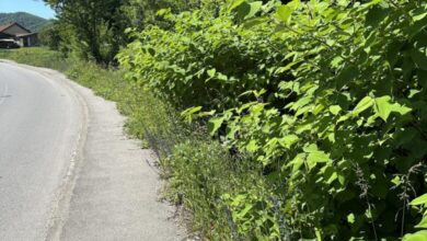 Hitna intervencija potrebna: Nisko rastinje prekriva trotoar u Industrijskoj zoni Željezara