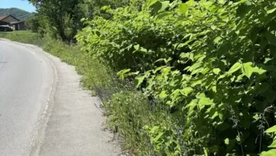 Hitna intervencija potrebna: Nisko rastinje prekriva trotoar u Industrijskoj zoni Željezara