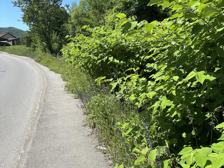 Hitna intervencija potrebna: Nisko rastinje prekriva trotoar u Industrijskoj zoni Željezara