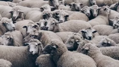 Udruženje poljoprivrednika FBiH traži hitnu reakciju vlasti i uklanjanje zaražene stoke