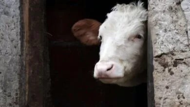 Općinski štab CZ Vogošća traži proglašenje stanja prirodne nesreće na području KS zbog bruceloze