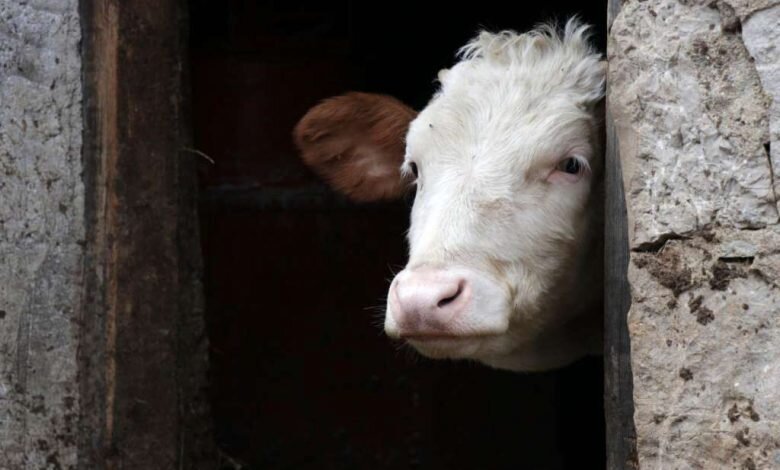 Općinski štab CZ Vogošća traži proglašenje stanja prirodne nesreće na području KS zbog bruceloze