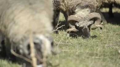 Zavod za javno zdravstvo KS izdao preporuke građanima povodom Kurban bajrama