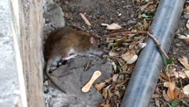 Oboljelo 67 osoba od leptospiroze u KS, prijavljena tri nova slučaja