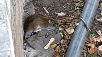 Oboljelo 67 osoba od leptospiroze u KS, prijavljena tri nova slučaja