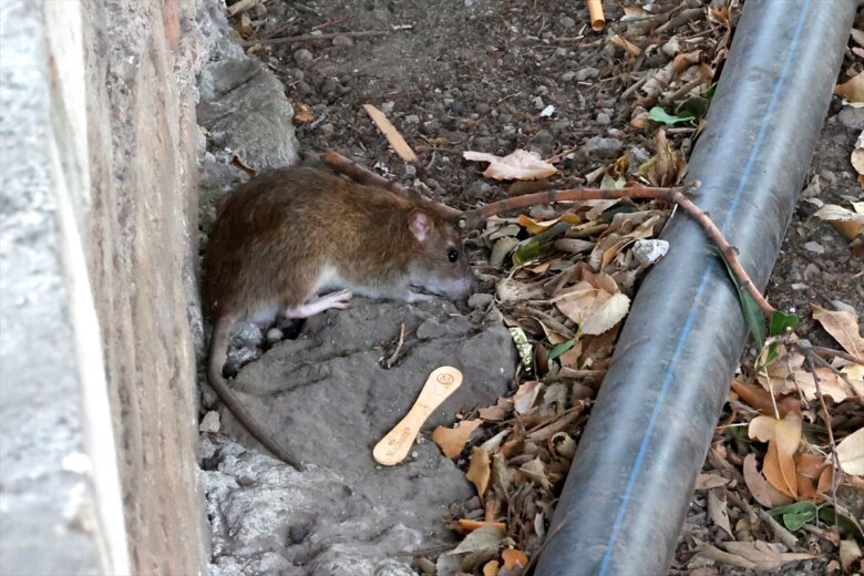 Oboljelo 67 osoba od leptospiroze u KS, prijavljena tri nova slučaja