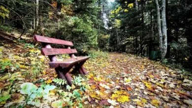 Svjetski dan zaštite okoliša