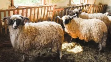 KJKP “Rad” Sarajevo: Podsjetnik građanima povodom Kurban Bajrama