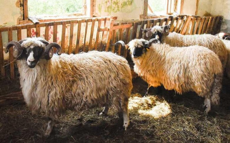 KJKP “Rad” Sarajevo: Podsjetnik građanima povodom Kurban Bajrama